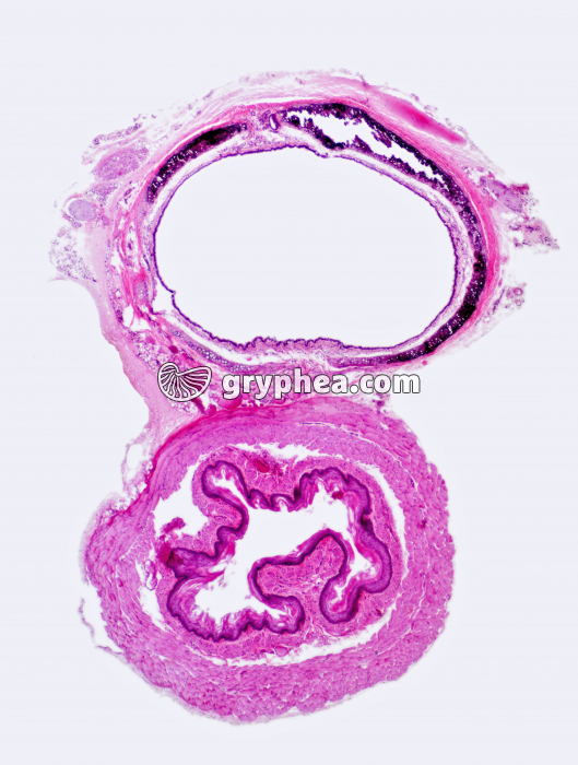 Trachée-oesophage Rat x10 - gryphea.com